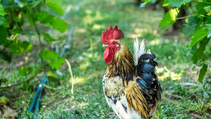 rooster in vineyard