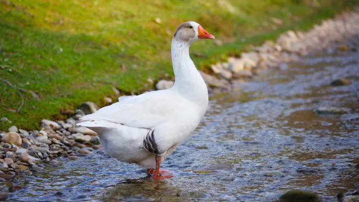 white domestic geese