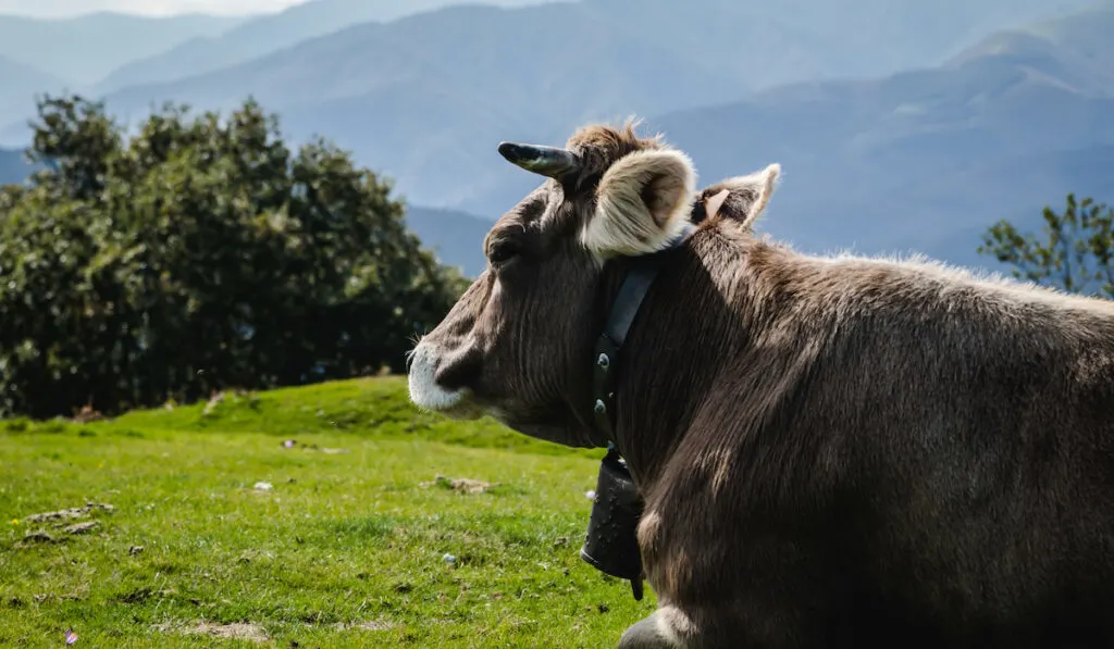 cow on open field