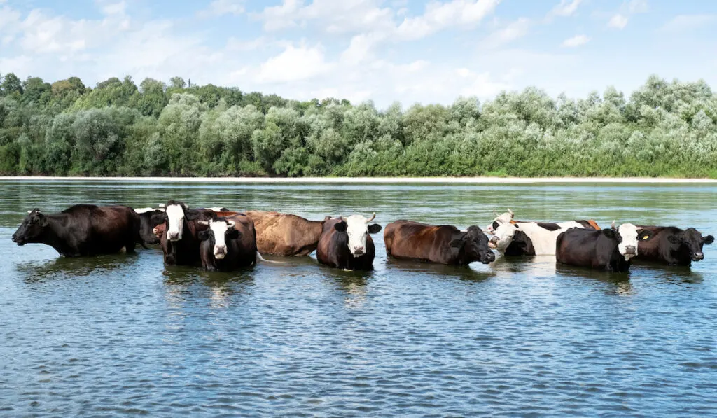 cows on water