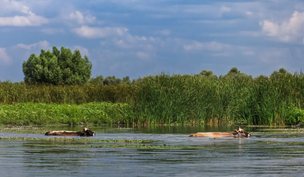 cows through water