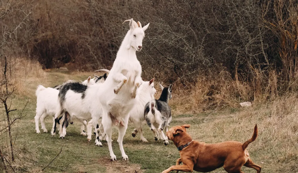 dog and goat going at it