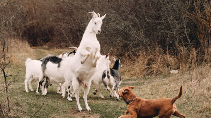 dog and goat going at it