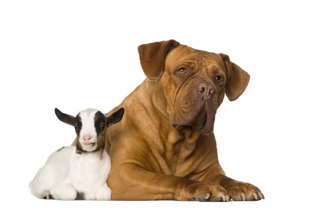 dog and goat together