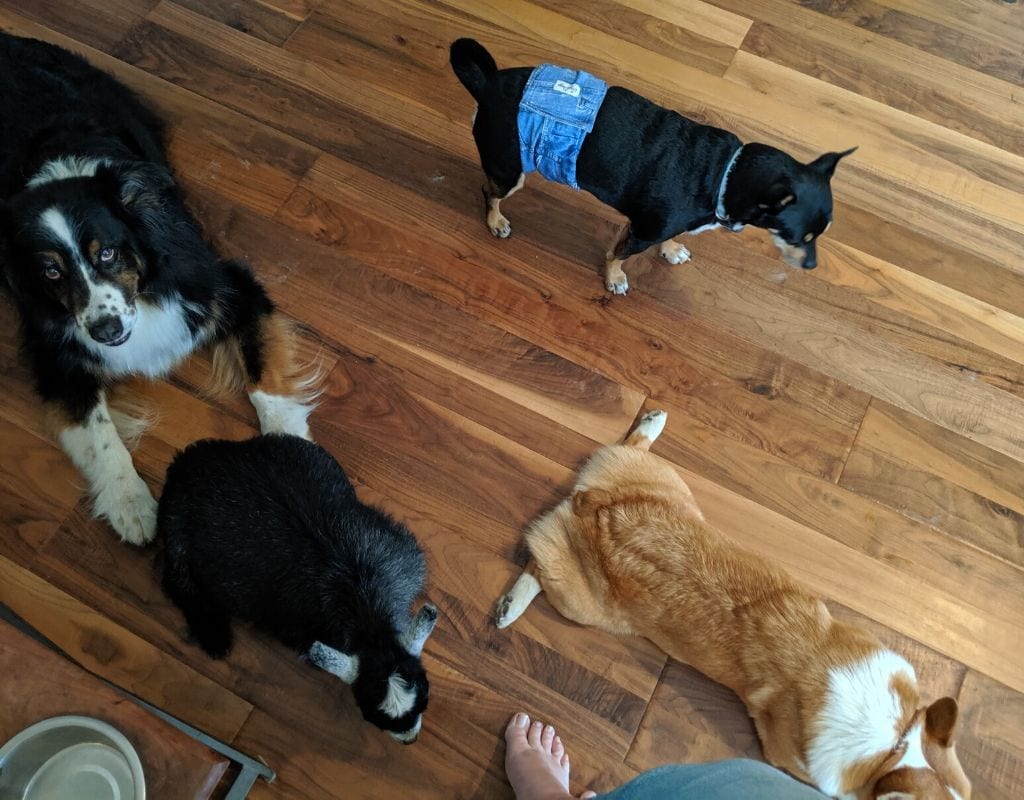 Dog and Goat Pet