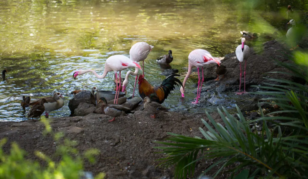 rooster with other animals near water