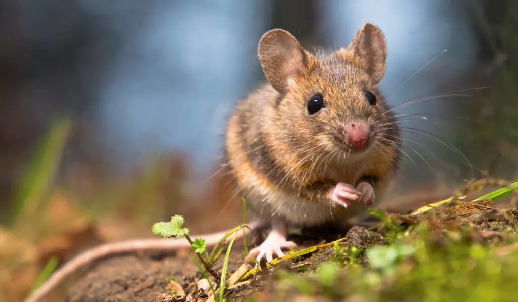 wood mouse