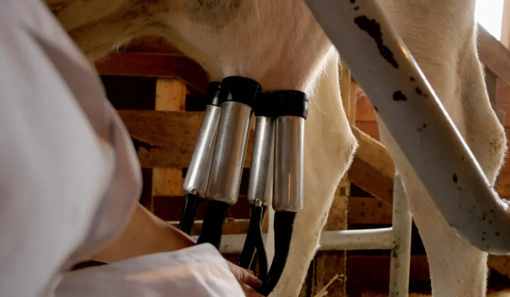 cow auto milker