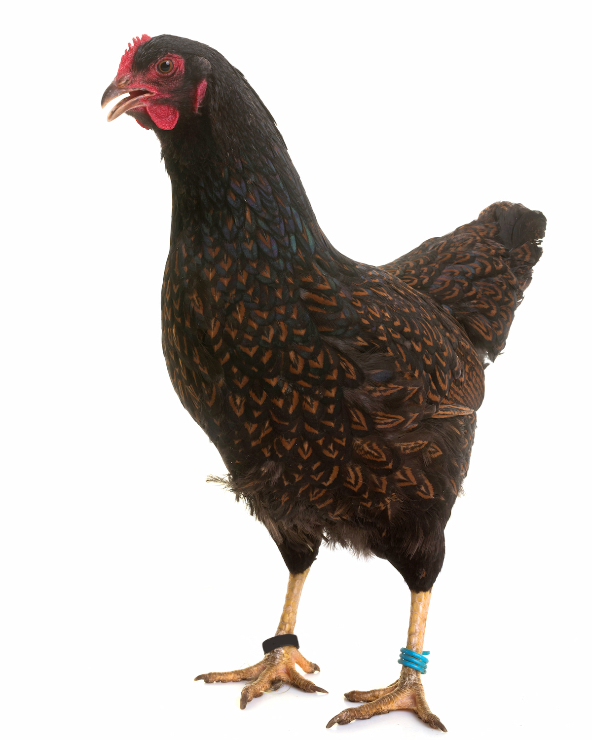 Brown Chicken Breeds - Farmhouse Guide