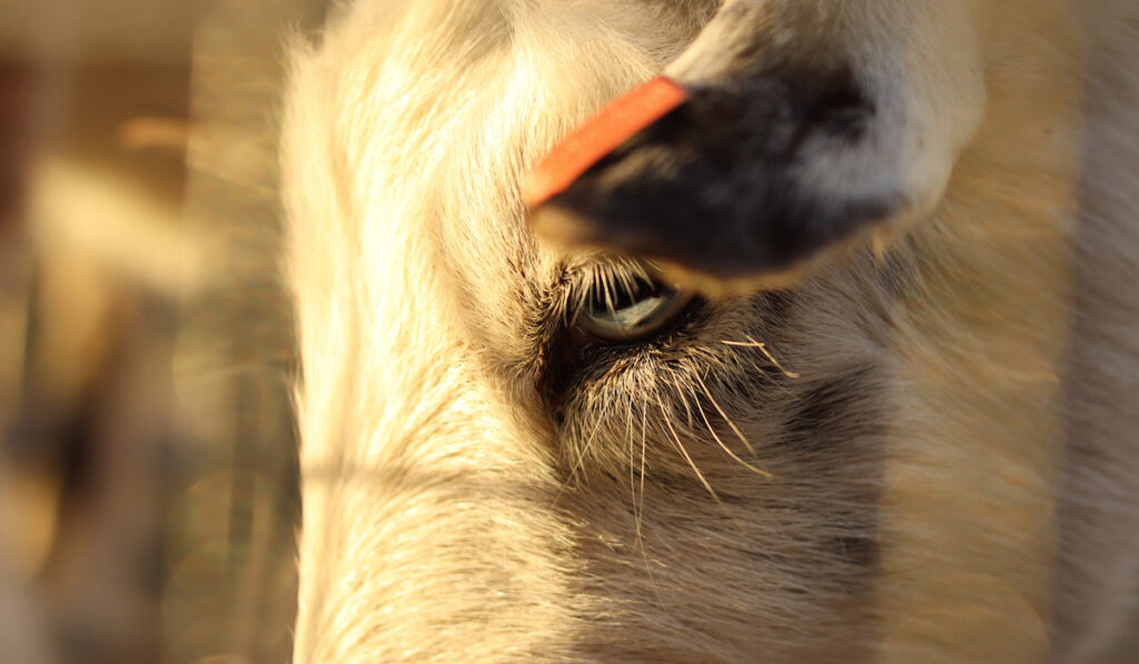 bluish goat eye