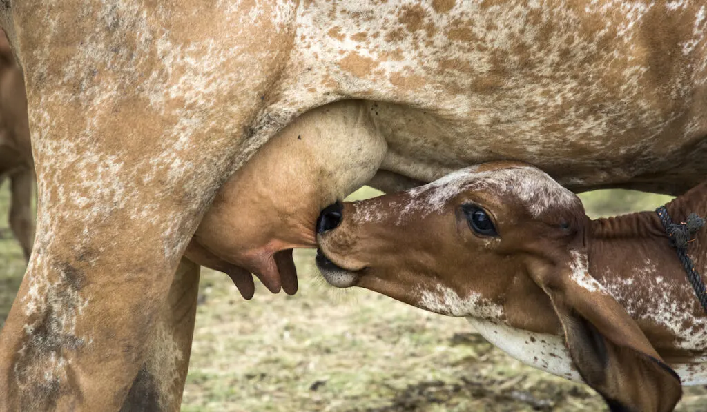 calf drinking milk