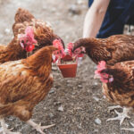 Can Chickens and Baby Chicks Eat Rice? (and should they?)