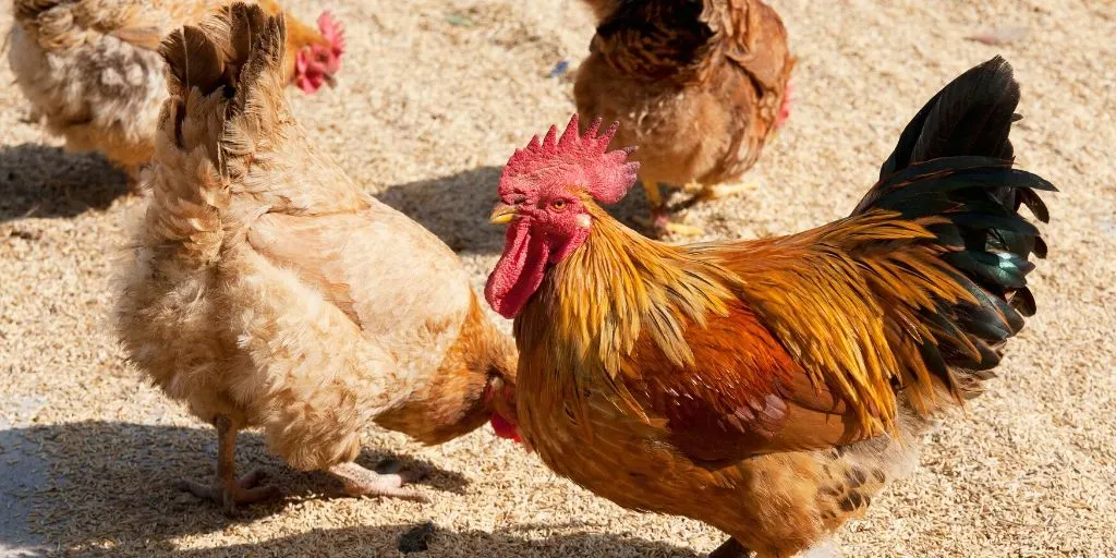 baby chicken and rice