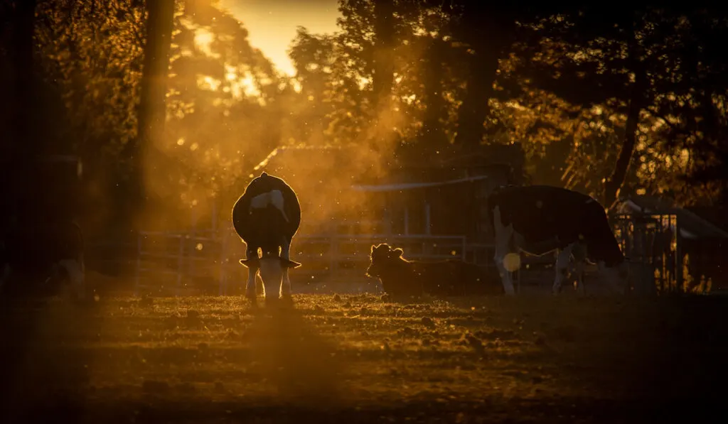 cow golden evening