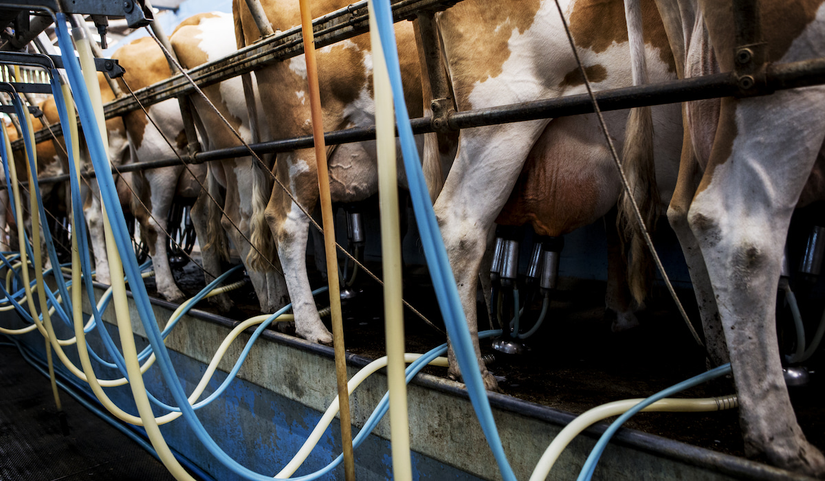 Do Cows Like Being Milked? Hand Milking vs. Machine Milking - Farmhouse ...