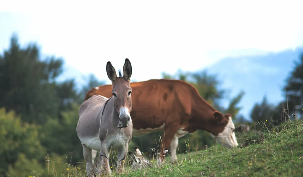donkey guarding cow