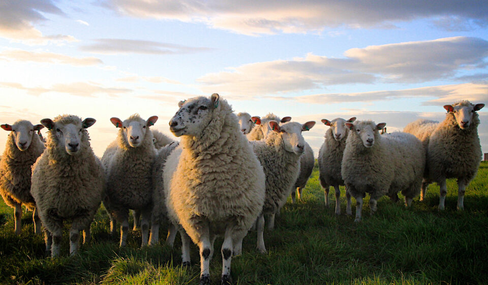 Why Do Sheep Need To Be Sheared? Farmhouse Guide