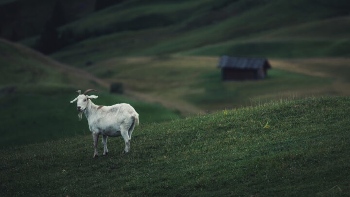goat on the meadows dark