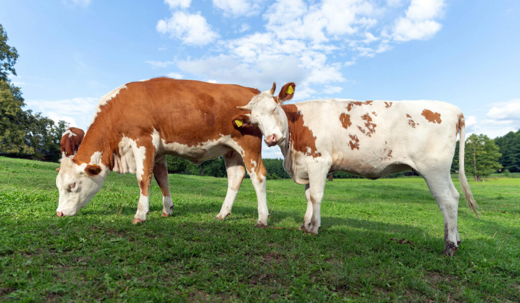 happy cow