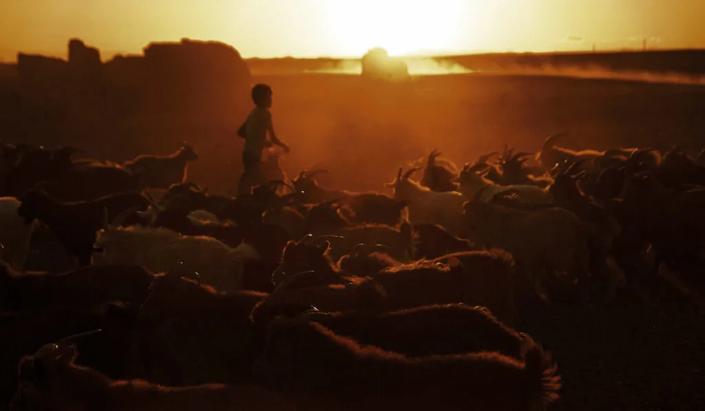 heard of goats at dusk