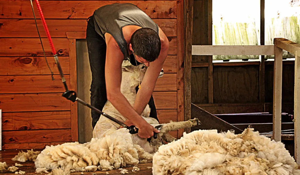 sheep shearing