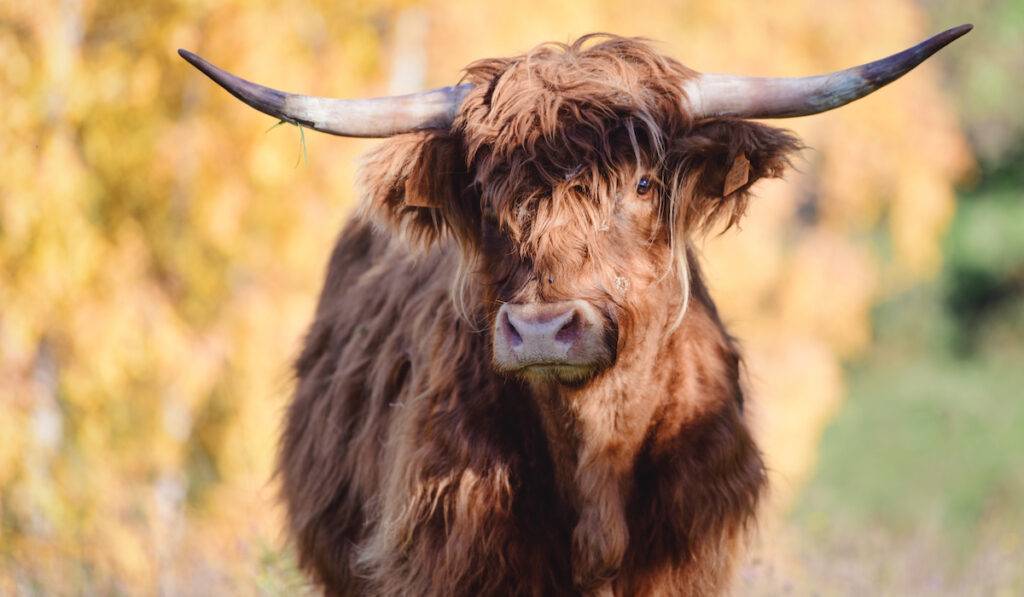 highlander cow
