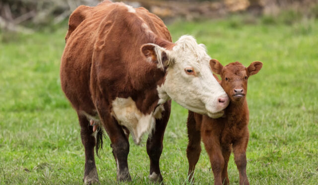 Why Do Cows Moo At Night? - Farmhouse Guide