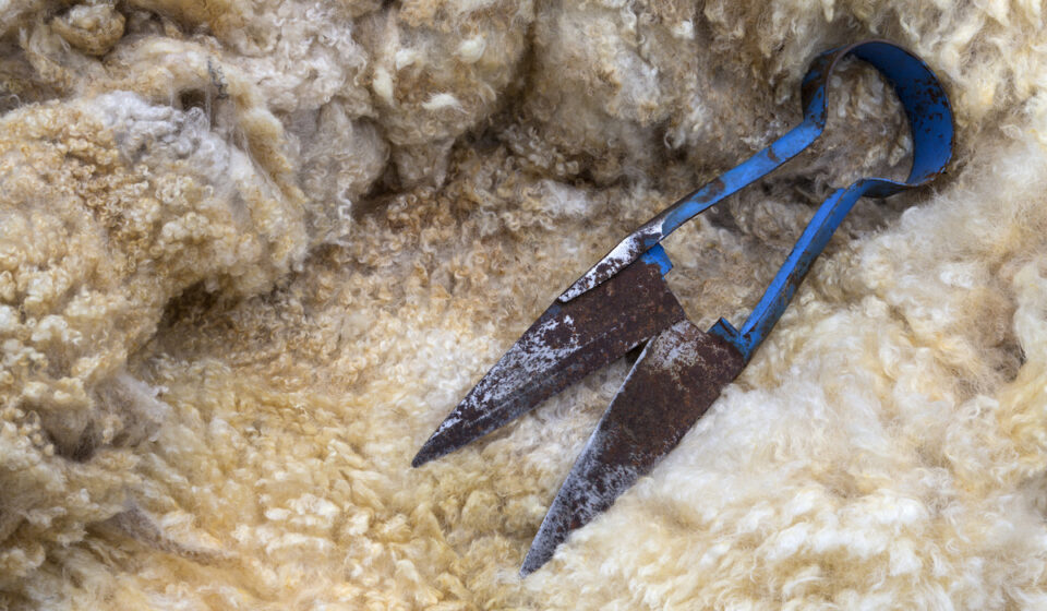 Why Do Sheep Need To Be Sheared? Farmhouse Guide