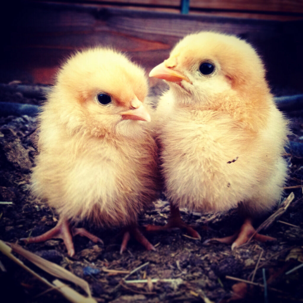 2 baby yellow chicks