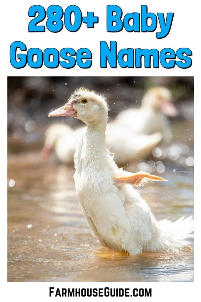 280+ Baby Goose Names, pinterest image