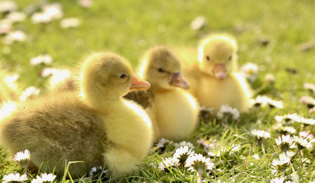 3 goose chicks