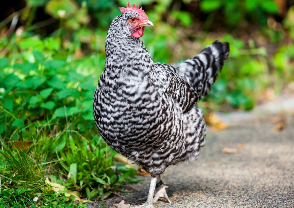 black and white hen