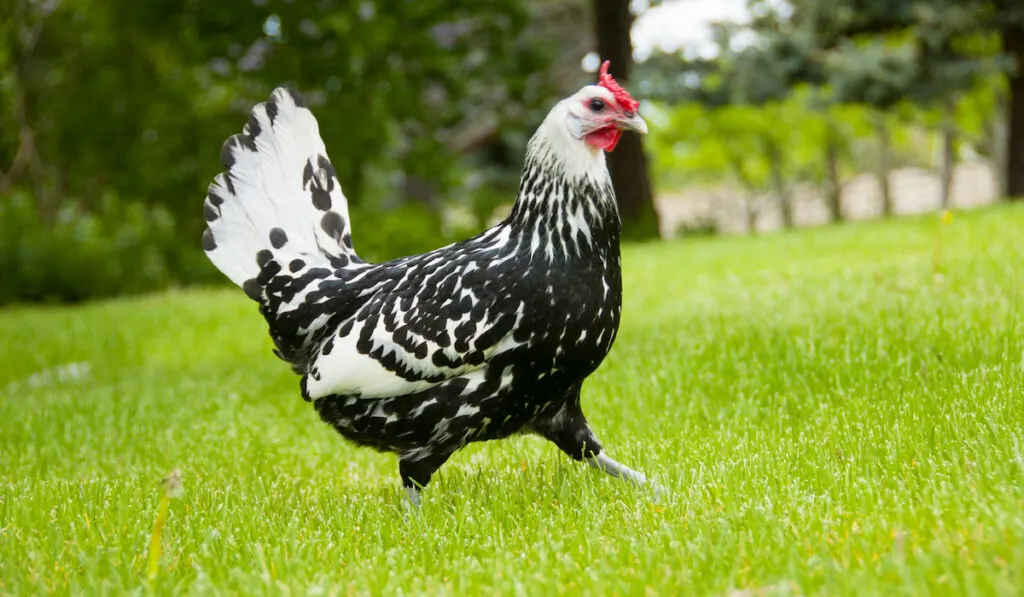 black and white rooster