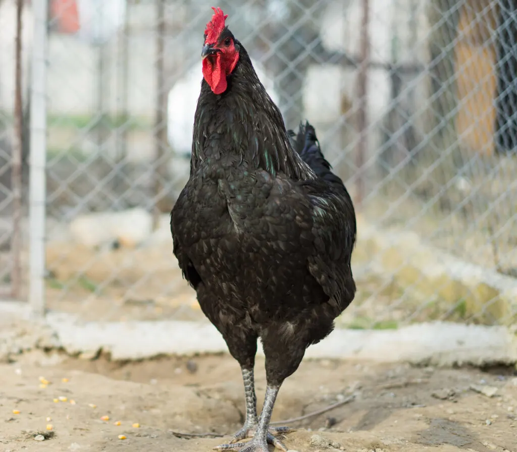 black chicken