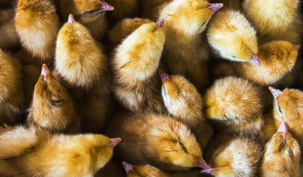 box of baby chicks