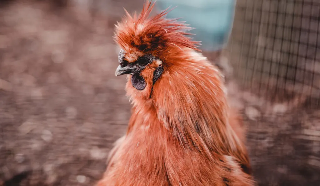 brown hairy chicken