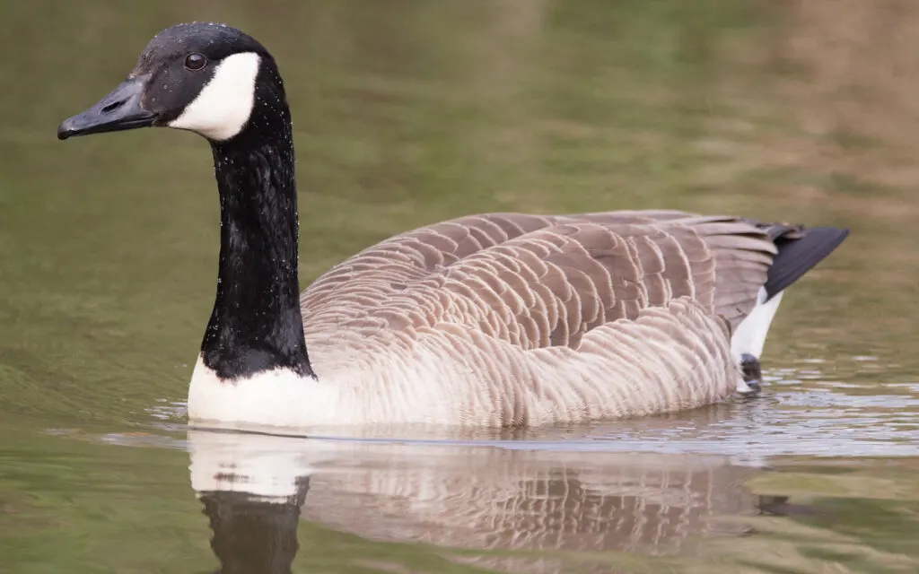 canadian goose