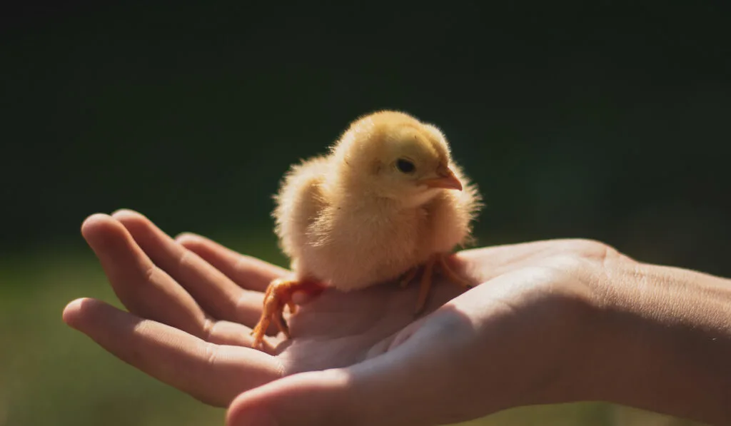 chick on hand