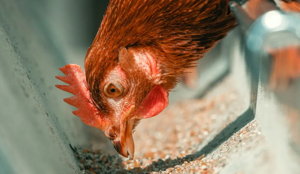 chicken eating bits of corn