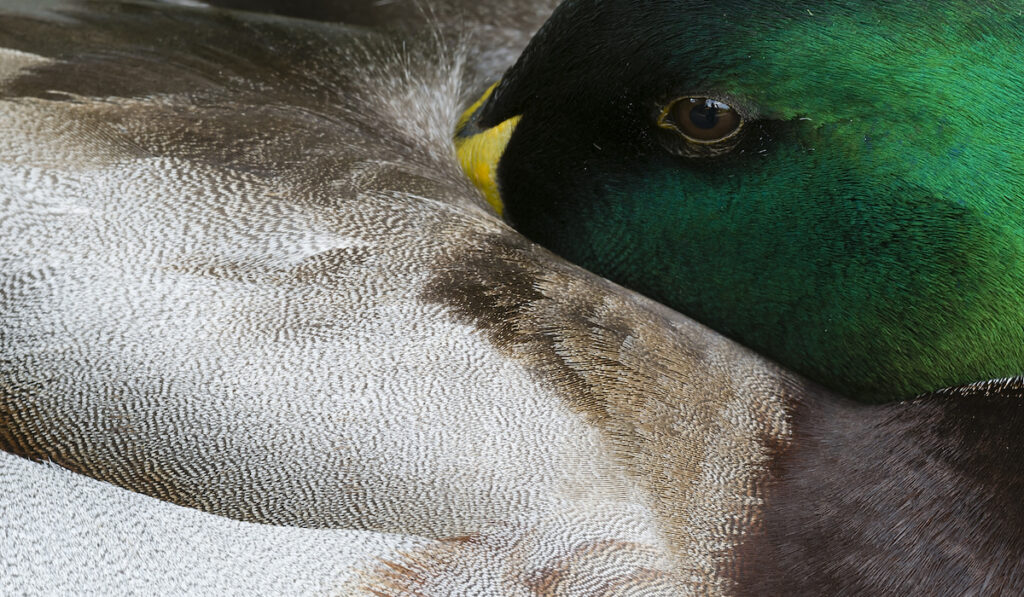 close up of duck resting