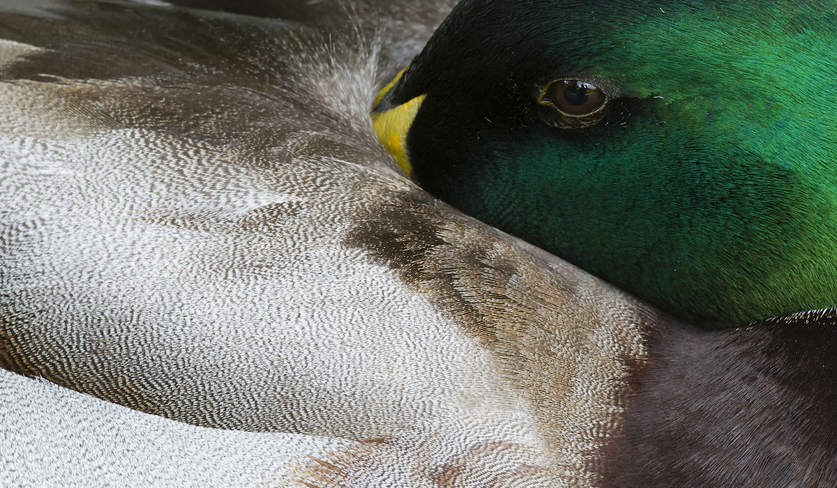 Where Do Ducks Sleep? Farmhouse Guide