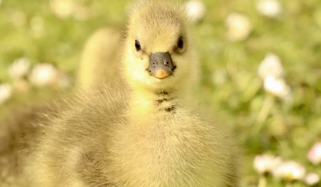 cute goose