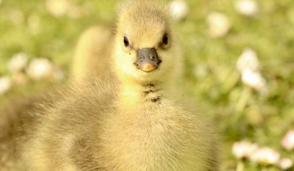 289+ Names for your Baby Goose Farmhouse Guide