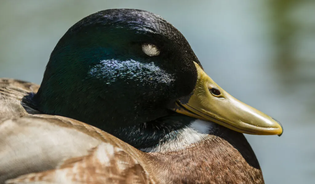 duck closed eye