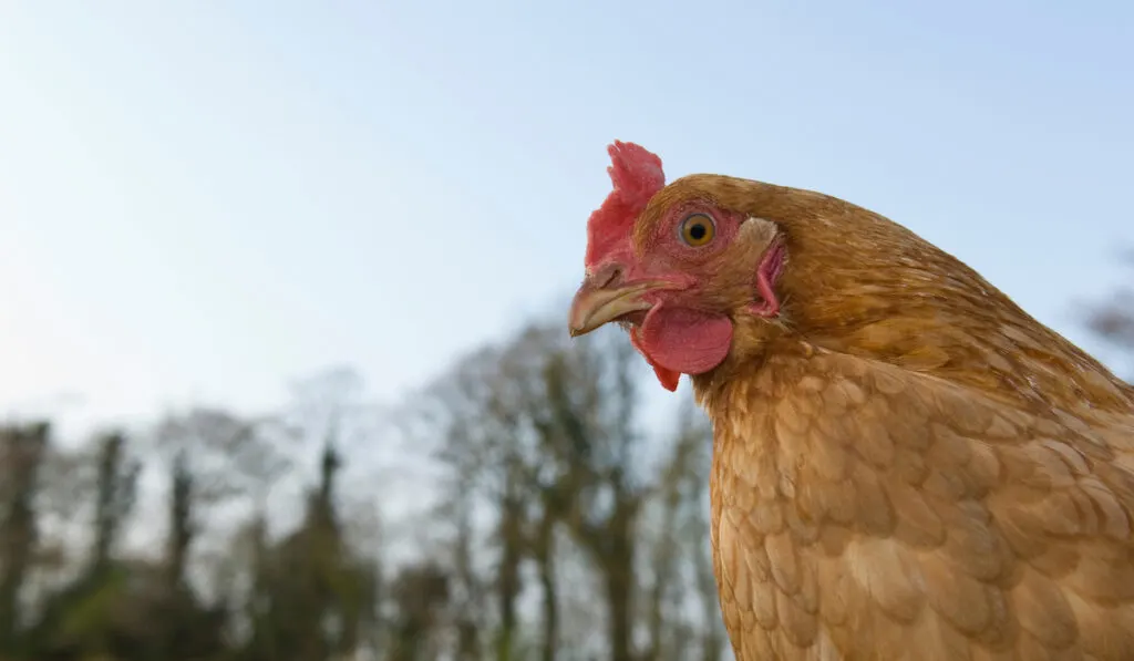 golden chicken