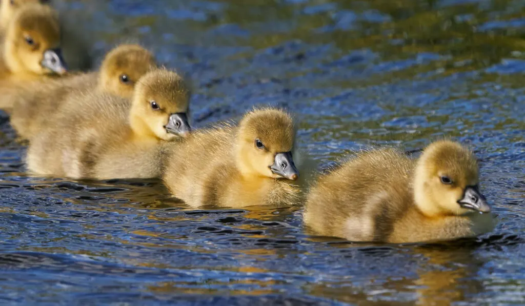 goose lined up