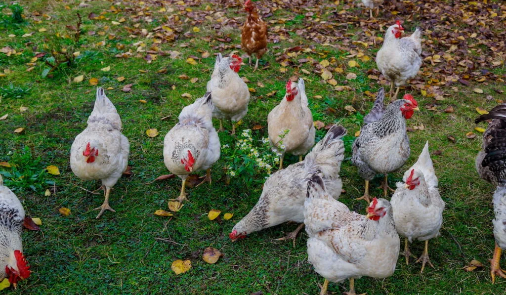 group of white chicken 