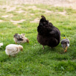715+ Names for Baby Chicks & Chickens