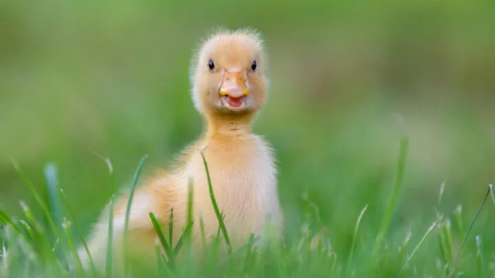 little goose chick