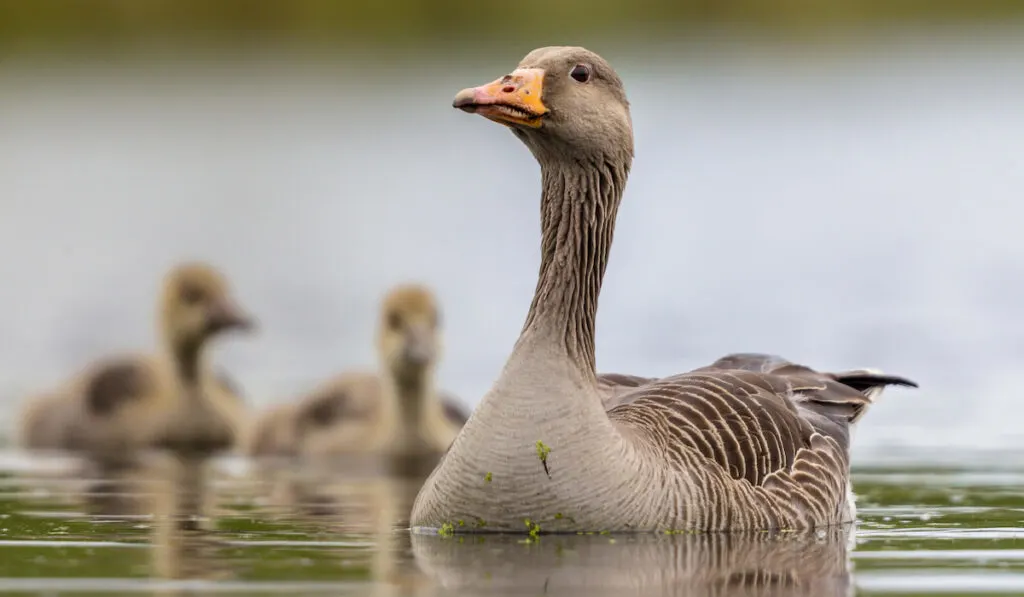 mommy goose